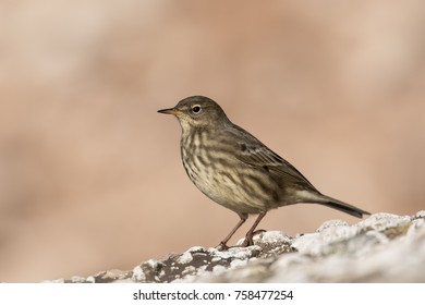 A winter plumaged Eurasian Rock Pipit also known as just Rock Pipit (Anthus petrosus) perched on a rock, isolated  against a blurred background, East Yorkshire, UK