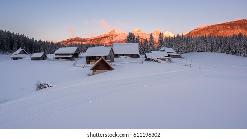 Winter At Pokljuka Plateau