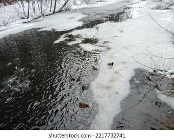 Winter Pond And Ducks On White Ice