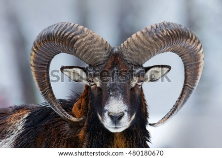 Winter portrait of big forest animal. Mouflon, Ovis orientalis, forest horned animal in nature habitat. Close-up portrait of mammal with big horns, Czech Republic.