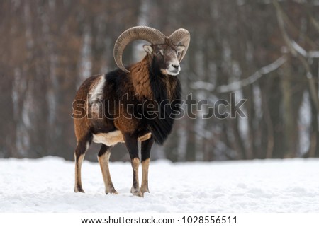 Winter portrait of big mouflon animal. Mouflon, Ovis orientalis, forest horned animal in nature habitat