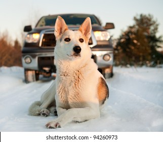 Winter Portrait Of A Dog. A Winter Portrait Of The Dog  On Snow In Front Of Car.