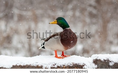 Winter portrait of a duck in a winter public park. Duck birds are standing or sitting in the snow. Migration of birds. Ducks and pigeons in the park are waiting for food from people.