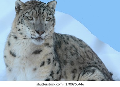 Winter Portrait Of A Gazing Himalaya Snow Leopard, Against A Background Of Snow Cover And Blue Sky.