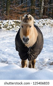 Winter portrait of horse with protection coat