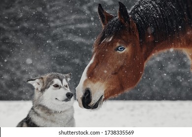 Winter Portrait Of Red Horse And Dog	