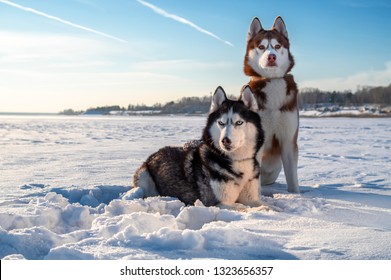 Husky Afbeeldingen Stockfoto S En Vectoren Shutterstock