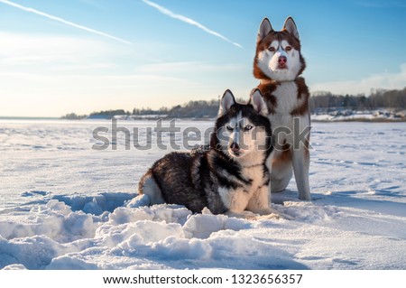 Winter portrait two Siberian husky dogs against the blue sky. Husky dogs sit on snow