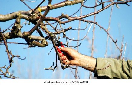 Winter  Pruning Of  Apple Tree