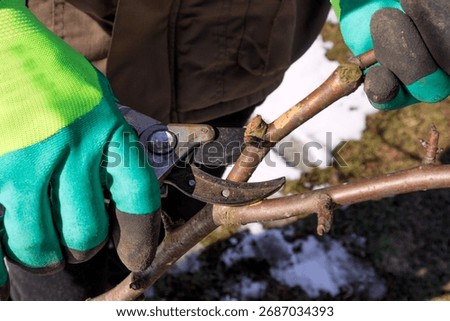 Winter pruning of trees in the garden. Removing diseased and damaged branches to stimulate the growth of new shoots