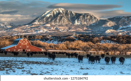 Imagenes Fotos De Stock Y Vectores Sobre Colorado Cattle