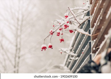 Winter Red Cranberries Branches With Snow