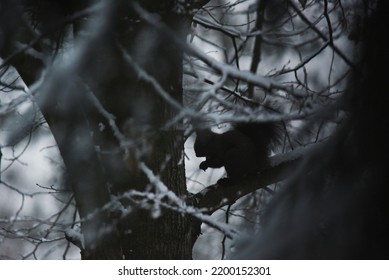 Winter Red Squirrel  Silhouette. A Rodent Sits On A Branch And Eats A Nut. There Is Cold And Snowing.