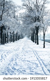 Winter Road In The City Park. Alley In The Forest. Calm Landscape. Russian Winter. Russia 