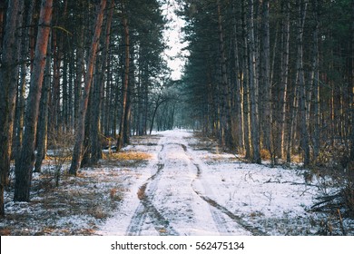 Winter Road , Forest With Pine Trees