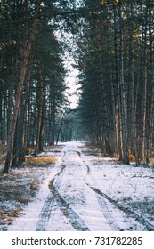 Winter Road , Forest With Pine Trees