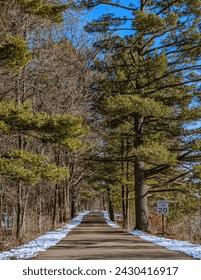 Winter road in pine forest.