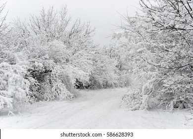 Winter Road In The Snowy Forest.