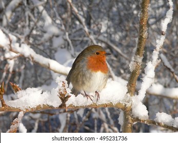 winter robin