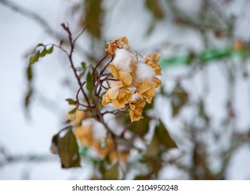 Winter Rose Bush In The Snow