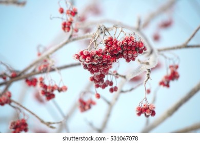 Winter Rowan Stock Photo 531067078 | Shutterstock