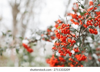Winter rowan tree close-up. Groups of bright red berries, mountain ash, in the ice, covered in ice. branch of red rowan in winter in snow. place for text. red berries, autumn season
