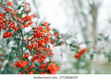 Winter rowan tree close-up. Groups of bright red berries, mountain ash, in the ice, covered in ice. branch of red rowan in winter in snow. place for text. red berries, autumn season