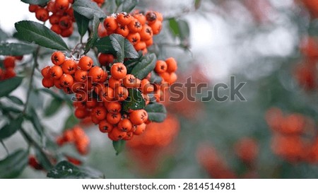 Winter rowan tree under snow close-up. Groups of bright red berries, mountain ash. branch of red rowan in winter in snow. place for text. red berries in early spring. first snow, autumn season
