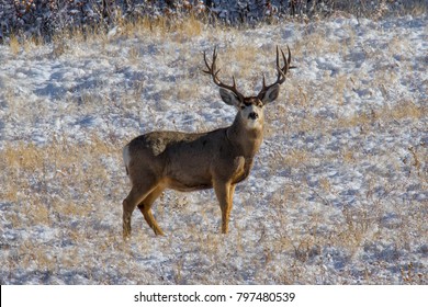 Winter at Roxborough State Park in suburban Denver, Colorado - mule deer buck in snow