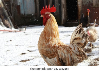 Winter Rural Landscape A Beautiful Cock With A Red Crest Of The Chicken Coop