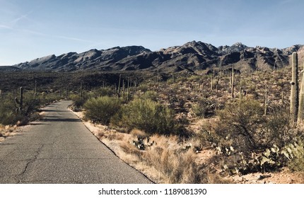 Winter, Sabino Canyon, Southern Arizona, Saguaro Cactus, Desert Landscape, Mountain Landscape, Fresh Air, Hiking Trail, Biking Trail, Outdoor Recreation, Fitness, Mountain View, Tucson Arizona. 