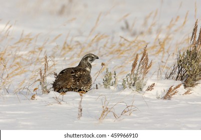 Winter Sage Grouse