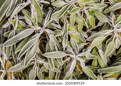 Winter sage plant covered in frost, showcasing natural details and vibrant greenery. - Powered by Shutterstock