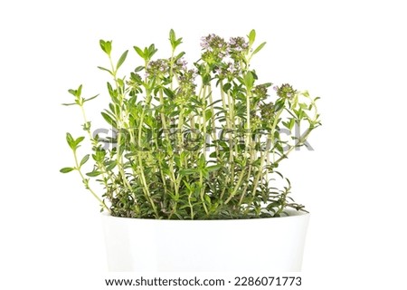 Winter savory, potted young plant, in a white pot. Satureja montana, mountain savory with pale lavender flowers. Culinary herb and as a traditional medicine. Front view, isolated, on white background.