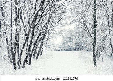 Winter Scene