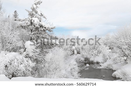 Winter Scene