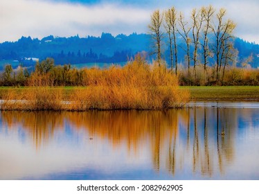 A winter scene at Ankeny Widlife Recuge near Salem Oregon.  Poplar trees without leavesand a blue sky with clouds are reflected in a small pond