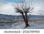 A winter scene with a bare tree by a snowy lakeshore, overlooking a vast body of water under a cloudy sky.