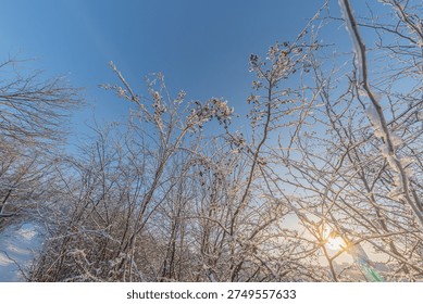 Winter scene with bare trees covered in fresh snow, an open field under a clear blue sky, sun low on the horizon casting warm shadows and gradients of color Taken from high vantage point with expans