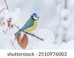  Winter scene with a blue tit. A cute titmouse in the snow. Cyanistes caeruleus.                           