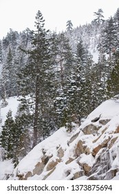 Winter Scene By El Dorado National Forest