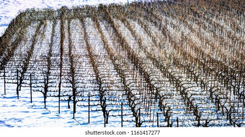 Winter Scene At Carlton, Oregon Vineyard