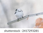 Winter scene with a cute long tailed tit. A white titmouse with long tail in the nature habitat. Aegithalos caudatus                          
