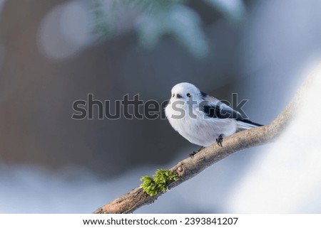 Winter scene with a cute long tailed tit. A white titmouse with long tail in the nature habitat. Aegithalos caudatus                     