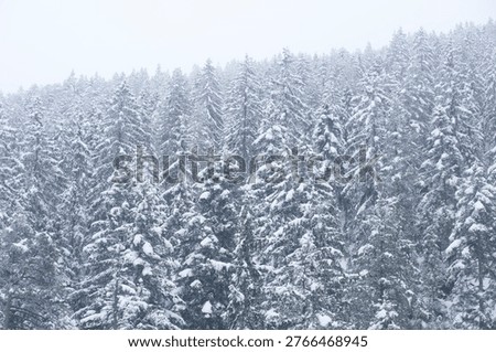 Winter scene featuring snow-covered pine trees in a forest, showcasing the beauty of nature during snowfall. Calm, serene, cold, landscape.