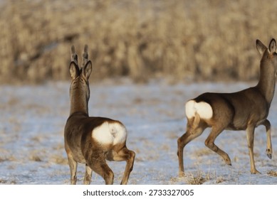 A winter scene featuring two roe deer with distinctive white markings on their hindquarters, standing alert in a snow-covered field with sparse vegetation