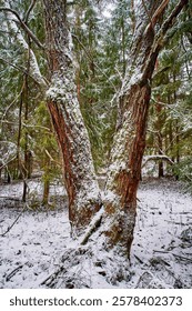 A winter scene featuring two trees in a forest covered with snow.