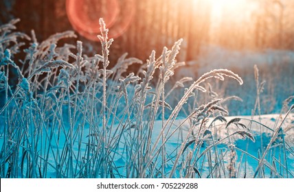 Winter scene .Frozenned flower .pine forest and sunset - Powered by Shutterstock