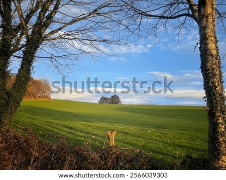 Winter scene with a leafless tree at sunset. The sun reflects on a green meadow under a blue sky with white clouds, creating a serene and peaceful natural landscape.