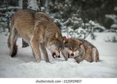 Winter Scene In A Pine Snowy Forest. Two Adult European Gray Wolves (canis Lupus) In An Aggressive Posture. One Of The Predators With Huge White Fangs Growls At The Other. Wolf In Natural Habitat.